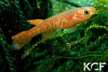 Aphyosemion plagitaenium Epoma RPC 91-01 male adulte 