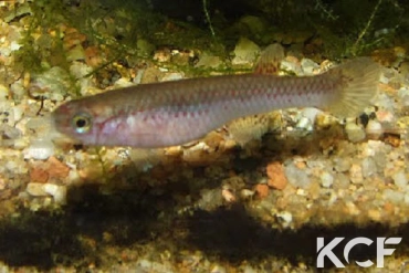 Aphyosemion plagitaenium Epoma RPC 91-01 femelle adulte 