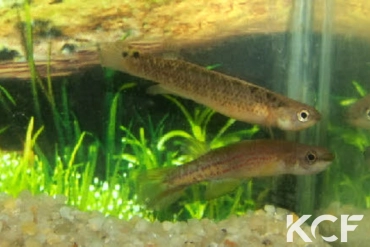 Cynodonichthys kuelpmanni PSB 02-18 couple adulte 