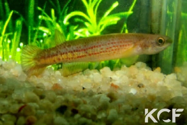 Cynodonichthys kuelpmanni PSB 02-18 male adulte 