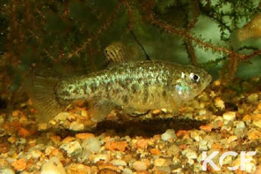 Cyprinodon eremus Quitobaquito Springs - Arizona male adulte 