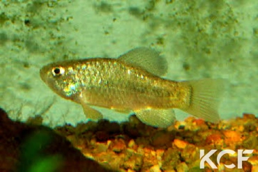 Cyprinodon eremus Quitobaquito Springs - Arizona femelle adulte 