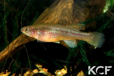 Fundulopanchax lacustris Akwen BLLMC 05-02 femelle adulte 