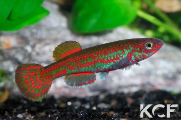 Aphyosemion exigoideum Ngoudoufola G 76-30 male adulte 