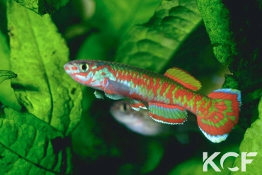 Aphyosemion exigoideum Ngoudoufola G 76-30 male adulte 