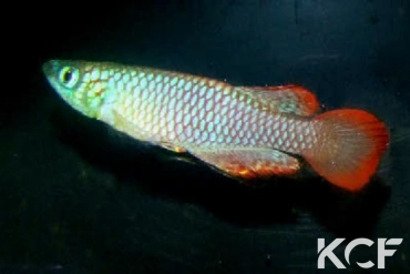 Nothobranchius luekei Mbezi River TZHK 09-04 male adulte 