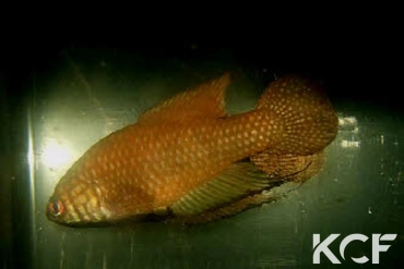 Simpsonichthys espinhacensis Serra do Espinhaço MG male adulte 