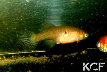 Simpsonichthys espinhacensis Serra do Espinhaço MG femelle adulte 