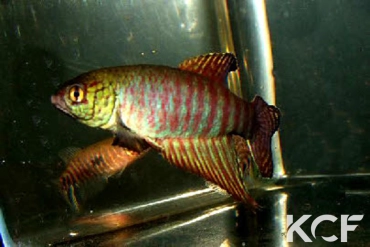 Xenurolebias cricarensis Conceiçao da Barra male adulte 