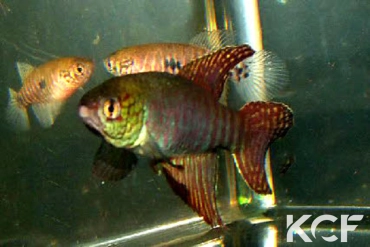 Xenurolebias cricarensis Conceiçao da Barra couple adulte 