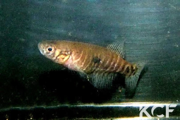 Xenurolebias cricarensis Conceiçao da Barra femelle adulte 