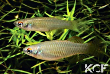 Aapticheilichthys websteri Akaka Camp couple adulte 