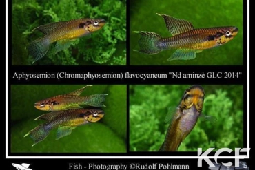 Aphyo. Chromaphyosemion flavocyaneum Ndiaminze GLC 14 couple adulte 