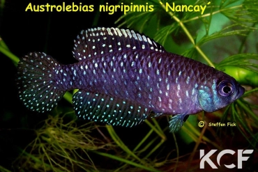 Austrolebias nigripinnis Nancay male adulte 