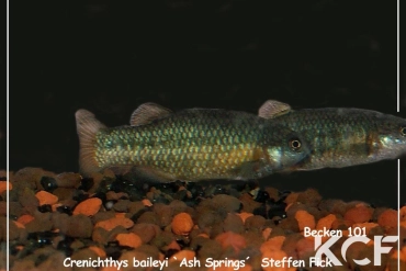 Crenichthys baileyi baileyi Ash springs couple adulte 