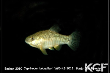 Cyprinodon bobmilleri