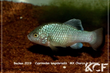 Cyprinodon longidorsalis Mex-Aramberri Charco Palma male adulte 