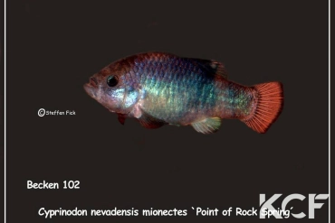 Cyprinodon nevadensis mionectes Point of Rocks-Spring US-KN 2009 male adulte 