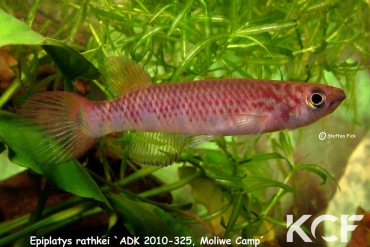 Epiplatys rathkei Moliwé Camp ADK 10-325 male adulte 