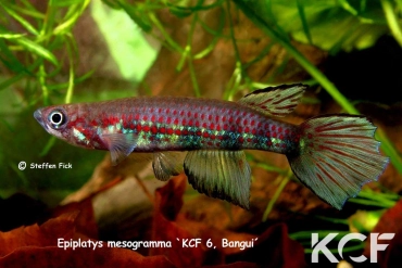 Epiplatys mesogramma Bangui KCF 6 male adulte 