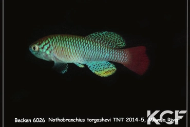 Nothobranchius torgashevi Mhwala river TNT 14-05 male adulte 