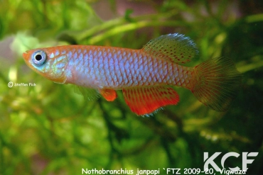 Nothobranchius janpapi Vigwaza FTZ 09-20 male adulte 
