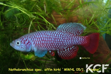 Nothobranchius wattersi Chipoka MWHL 05-01 male adulte 