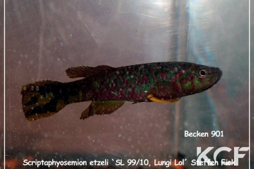 Scriptaphyosemion etzeli Lungi Lol SL 99-10 male adulte 