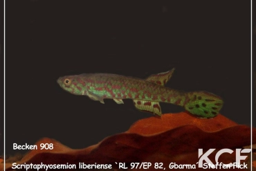 Scriptaphyosemion liberiense Gbarma RL 97-EP 82 male adulte 