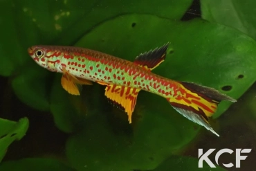 Aphyosemion fellmanni Ntoba FCCO 13-15 male adulte 