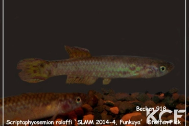 Scriptaphyosemion roloffi Funkuya SLMM 14-04 male adulte 