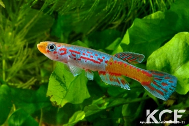 Aphyosemion halleri Ambam Catholic mission CSK 95-21 male adulte 