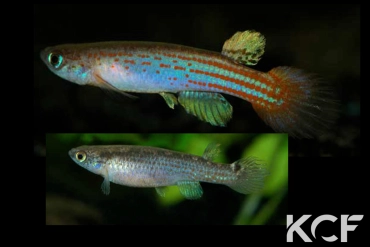 Anablepsoides erberi Curillo-Upper Caquetà couple adulte 