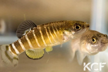 Anatolichthys maeandricus Isikli TUBC 08-02 couple adulte 