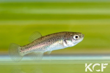 Anatolichthys maeandricus Isikli TUBC 08-02 femelle adulte 