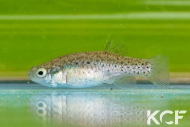Anatolichthys meridionalis Kacapinar  Spring TR-K 2012 femelle adulte 