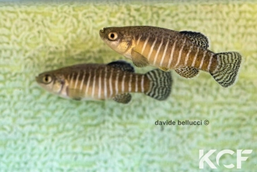 Esmaeilius sophiae Cheshme Ali Spring IR-G 2014 couple adulte 