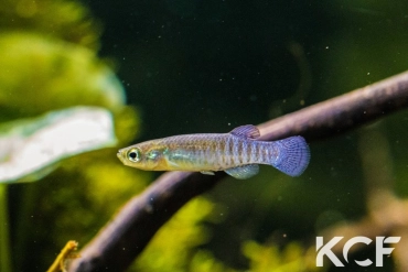 Valencia letourneuxi Dassia Corfu male adulte 