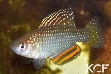 Hypsolebias trifasciatus Rio Preto near Barreiras-Bahia State male adulte 