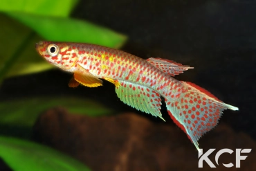 Aphyosemion chauchei Maya-Maya COCCA 19-02 male adulte 