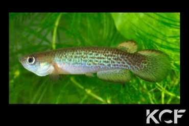 Anablepsoides cearensis Lagoa Do Cameiro 10-01 male adulte 