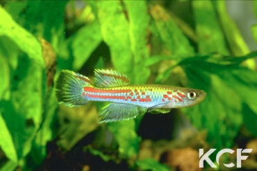 Aphyosemion hofmanni  male sub adulte 