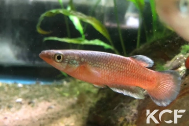 Pachypanchax patriciae  male adulte 