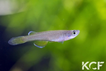 Foerschichtys flavipinnis Lokoli BCP 18-10 male adulte 