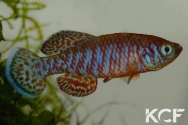 Nothobranchius symoensi Sitambuli ZM 12-10 male adulte 