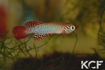 Nothobranchius la Killifiche du KCF