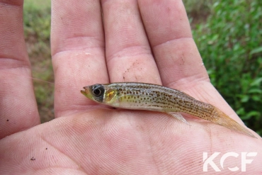 Fundulus escambiae  male adulte 