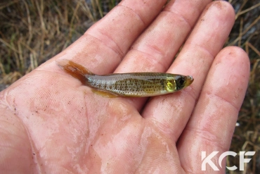 Fundulus escambiae