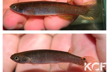 Anablepsoides aff. stagnatus Kilometro 88 THV 10-08 couple adulte 