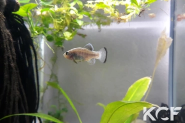 Cyprinodon longidorsalis Mex-Aramberri Charco Palma male adulte 